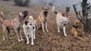 qurdbasar və kangal vidyoları