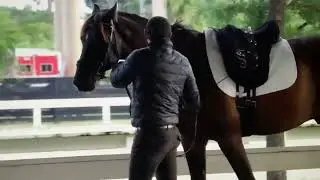 Claudio Oliviera introducing in hand work to the young horse