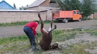 таластык балбан