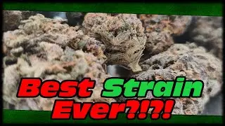 BEST STRAIN EVER & IM GROWING IT!!! TRANSPLANTING INTO VIPARSPECTRA 4x4 GROW TENT!!! XS4000 LIGHT!!!