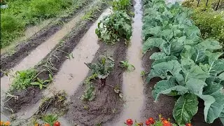 Результат выращивания овощей в гребнях