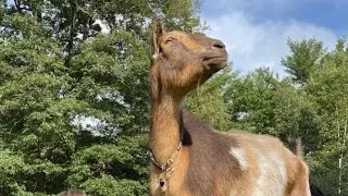Goodbye to a special goat- we ❤️ you Don Pedro!