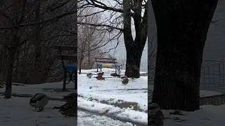 КАЧКИ БІЛЯ ДНІПРА 🦆❄️🌊 