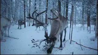 Олени, Лапландия
