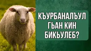 Къурбаналъул гьан кин бикьилеб?
