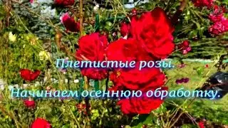 Плетистые розы.Начинаем осеннюю обработку. Питомник растений Е. Иващенко