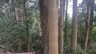 Nature's effect on mind