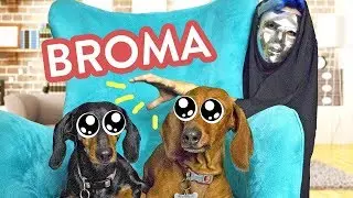 JOKES FOR PETS  | ARIA Y KLER | | BROMAS LOS POLINESIOS