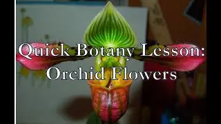 Quick Botany Lesson: Orchid Flowers
