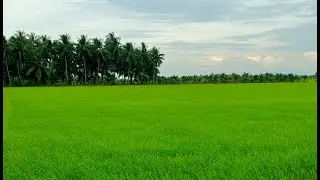 Trên Đường Quê