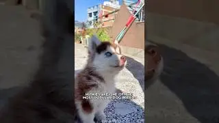 Husky 🐶 One Of The Most Popular Dog Breeds In The World 
