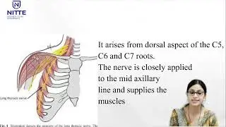 Lecture video on brachial plexus