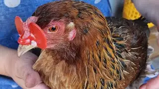 Майские дела по хозяйству. Часть 2-ая. Курица в очках.