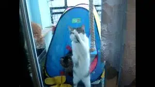 КОТЕНОК  ВАСЬКА