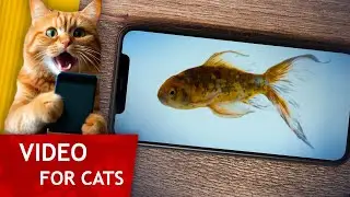 Movie for Cats - This fish is locked in your Smartphone! (Video for Cats to Watch)