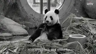 Pandas, Elephants and Owls also have a dream and #UNV #ColorHunter cameras make them possible!
