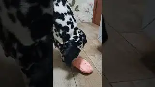 Обзор на интеллектуальную игрушку для медленного кормления псё #далматин  #культурныйпес #dalmatian