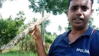 মধুমালা জাতের আখ বা ইক্ষু (Sugarcane) সম্পর্কে জানা না জানা তথ্য #research #science