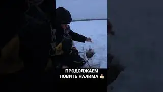 ВТОРОЙ НАЛИМ ПОПАЛСЯ #рыбалка #продольники #перемет #зима #лунка #трофей #налим #река #налимзимой