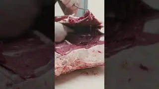 Removing an entire shoulder blade from a beef carcass! 🔪🐂 #shorts #beef