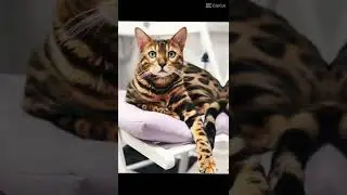 Бенгальские котики❤️