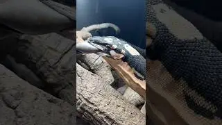Adult Lace Monitor Feeding! *Reptilinks Edition* #animals #reptiles #lizard #feeding #australia