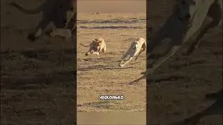 The hare RUNNS away from a pack of dogs🤯