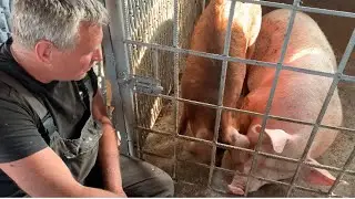 Опалубка на верхний армопояс! Почему хряк напал на свинью? Большой вопрос!