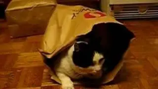 Cat Playing in a Bag