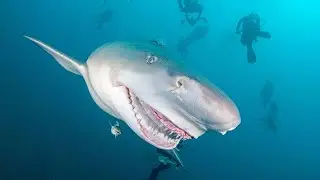 Deep Blue Discovery | Segment 6 | A More Gentle Side To Sharks