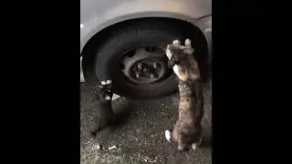 Copycat.Tiru mak.