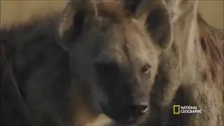 Hyenas run Lions of Kill.