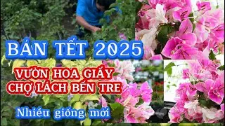 VƯỜN HOA GIẤY CHỢ LÁCH BẾN TRE NHIỀU GIỐNG MỚI CHUẨN BỊ TẾT 2025 NHƯ THẾ NÀO ?
