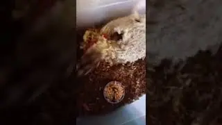 хомячки Шу.