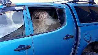 Собака авто сигнализация
