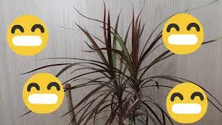 Укоренение драцены без обрезки