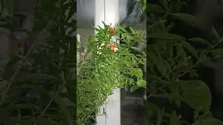 У меня цветёт гранат