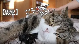 【ASMR】ごろごろなねこ。-Maru's purr sounds.-