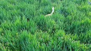 Reggie Hunting in the Tall Grass