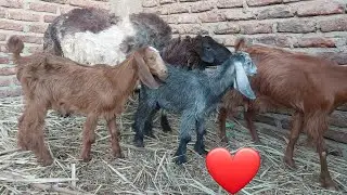 Sheep mating with goats on the farm