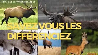 Qui sont Les Cervidés #HDA n°5 #cerf #rennes #orignal