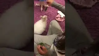 Вечер с кроликом Лаки !! Лаки прыгает как козлик??
