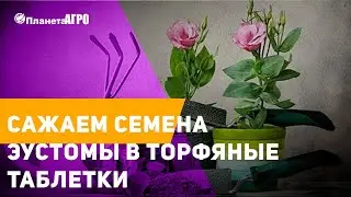 Эустомы в торфяных таблетках💊  Как вырастить эустому 🌺 Сад и огород с Планетоа Агро