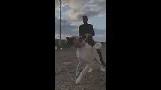ПОДБОРКА МИЛЫХ И ЭСТЭИЧНЫХ ВИДЕО С СОБАКАМИ (Тик Ток) 1#