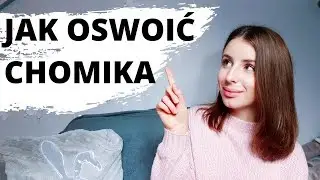 JAK OSWOIĆ CHOMIKA