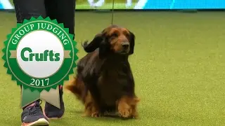 Hound Group Judging and Presentation | Crufts 2017