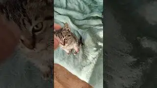 Утро с Малышом Тимом #kitten #котёнок