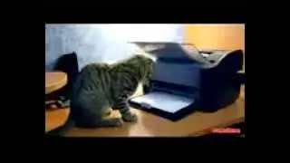 Веселые и смешные коты с нами (Апрель 2013)