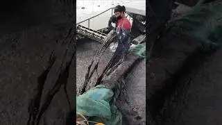 This is HOW NORI Leaves Are REALLY MADE 