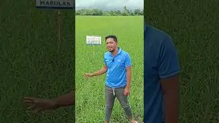 Timpladong Lakas , Palay ay Mabulas | Leili2000 Foliar Fertilizer